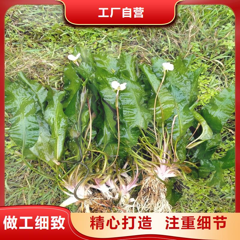 沉水植物廠家供應(yīng)批發(fā)