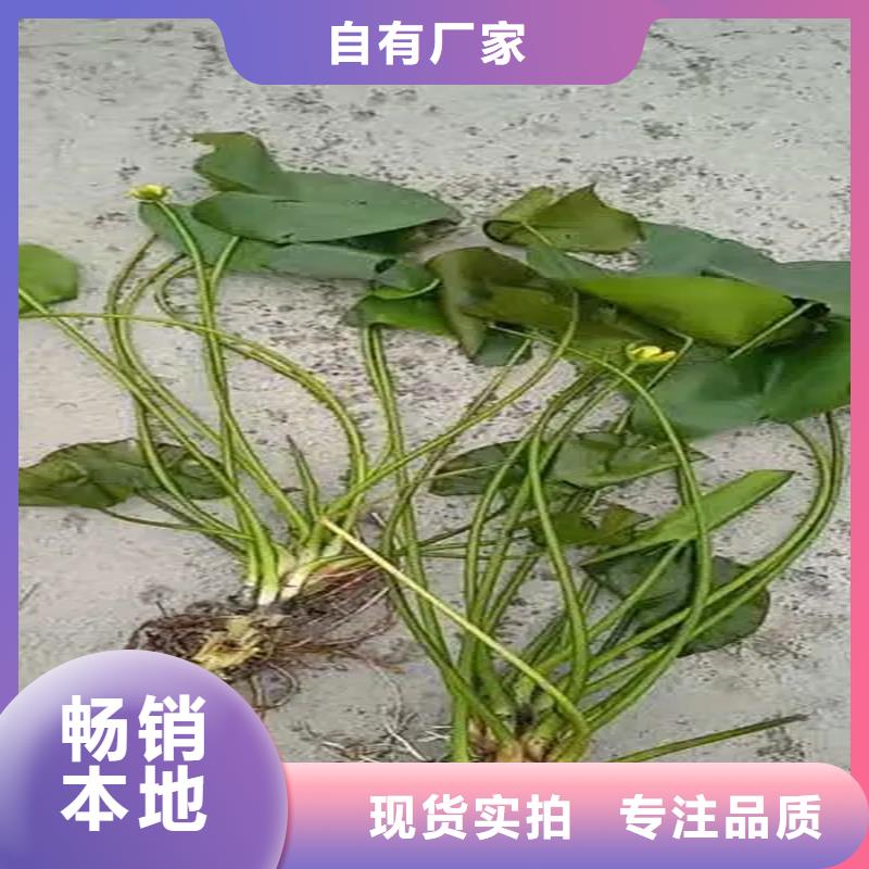 沉水植物廠家供應(yīng)批發(fā)