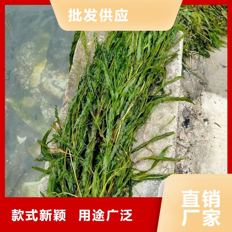 買沉水植物必看-廠家直銷
