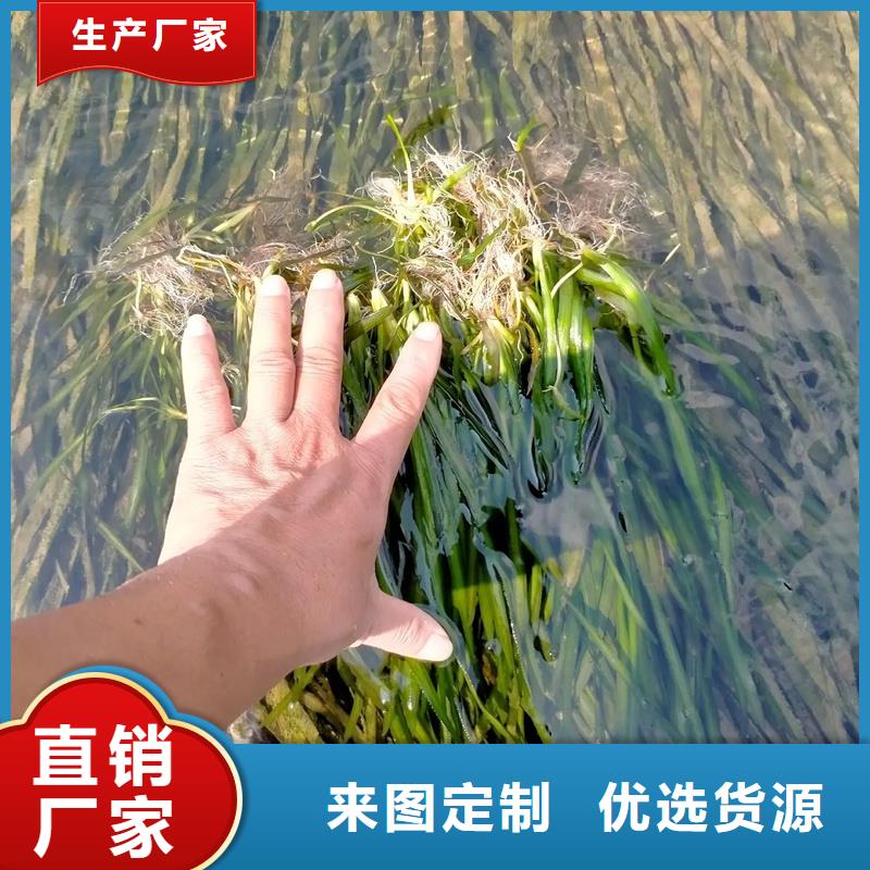 馬來眼子菜生產(chǎn)