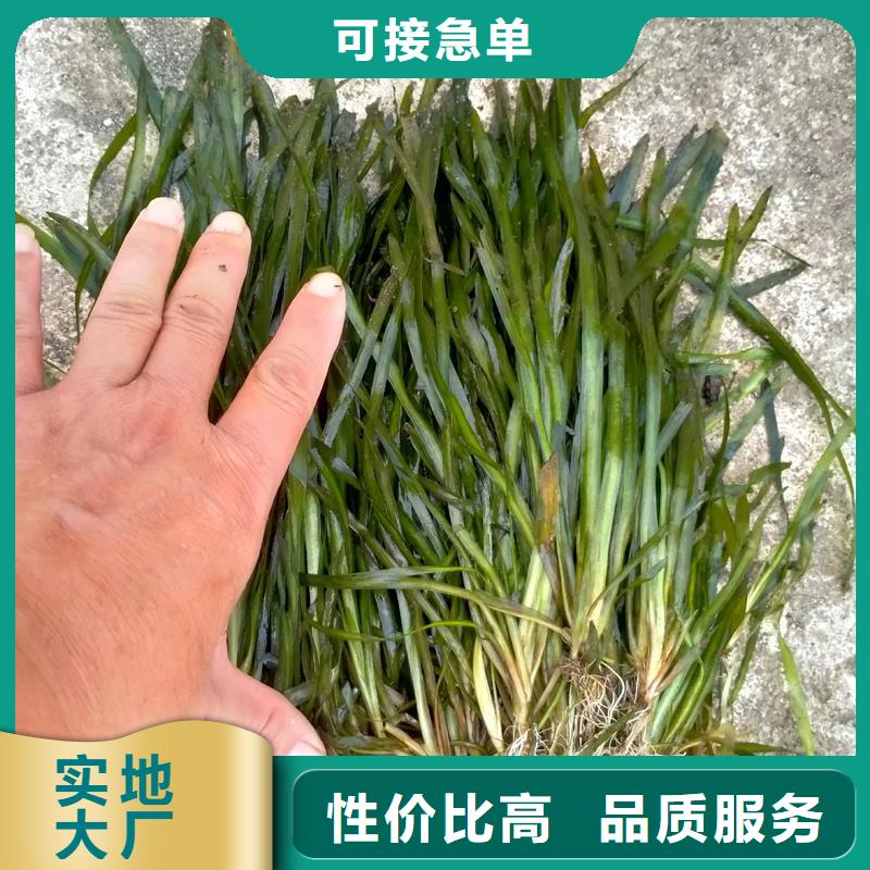 沉水植物廠家供應(yīng)批發(fā)