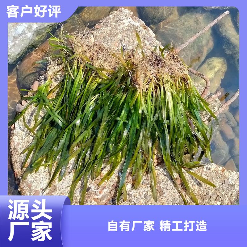 專業(yè)生產(chǎn)制造沉水植物的廠家