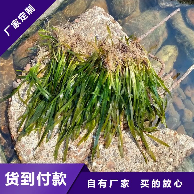 甄選:小茨藻供應(yīng)商