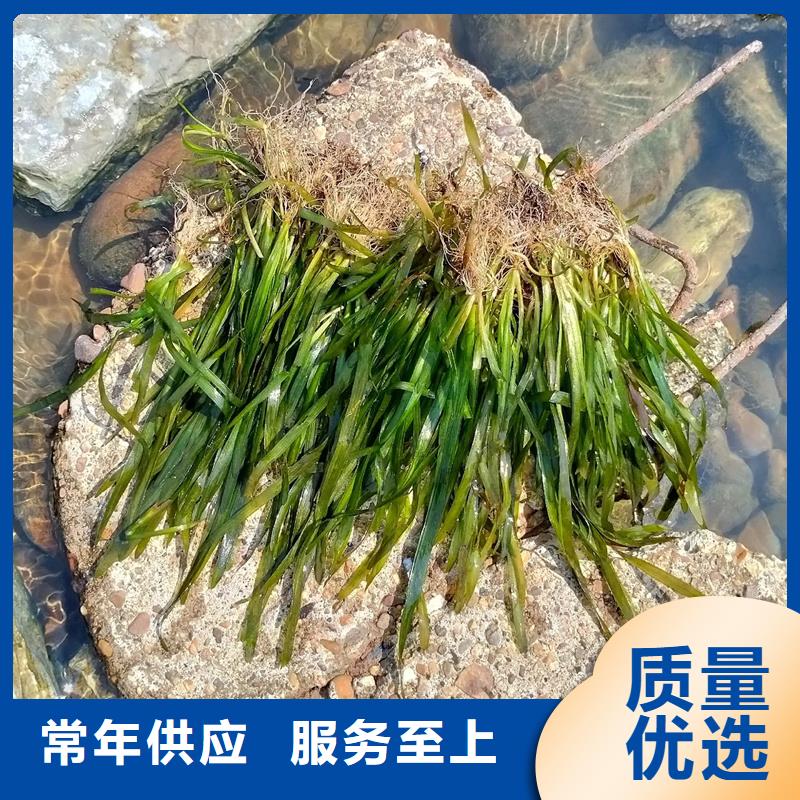 竹葉眼子菜-竹葉眼子菜質(zhì)量好