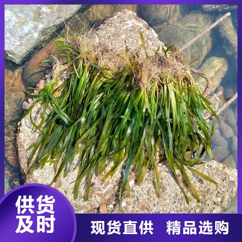 黑藻產(chǎn)地貨源
