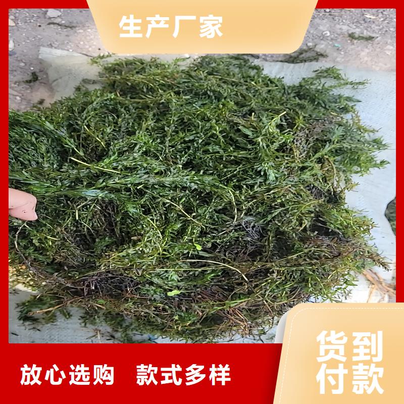 苦草企業(yè)-質(zhì)量過硬