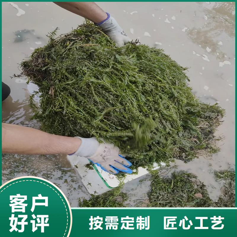 #竹葉眼子菜#-質量過硬