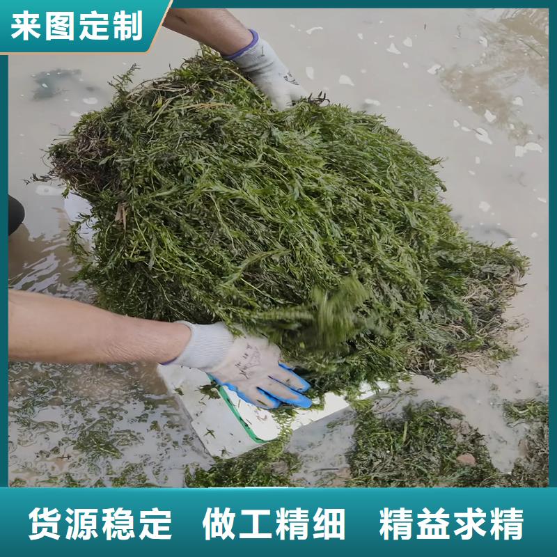 馬來(lái)眼子菜報(bào)價(jià)格