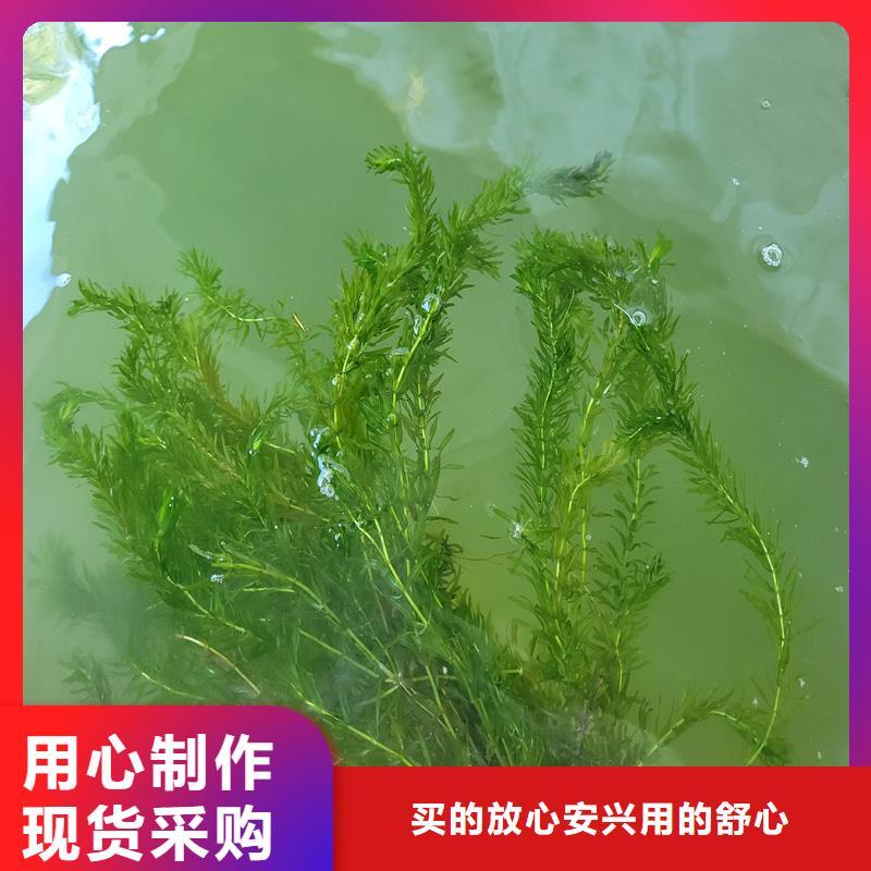 規(guī)格全的小茨藻實(shí)體廠家