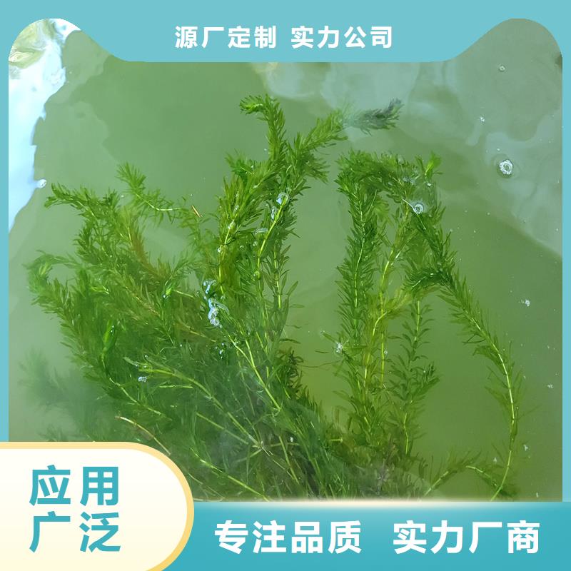 角果藻-看百家不如一問(wèn)