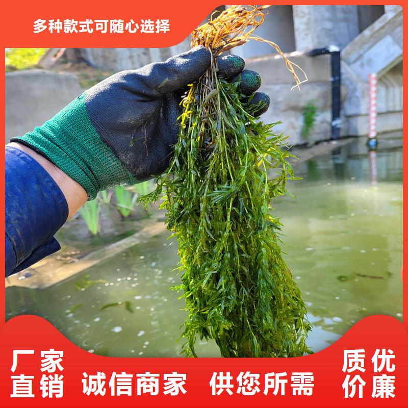 馬來(lái)眼子菜報(bào)價(jià)格