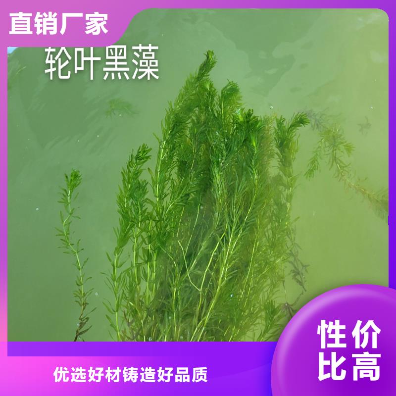 苦草品牌:荷景園林綠化工程有限公司