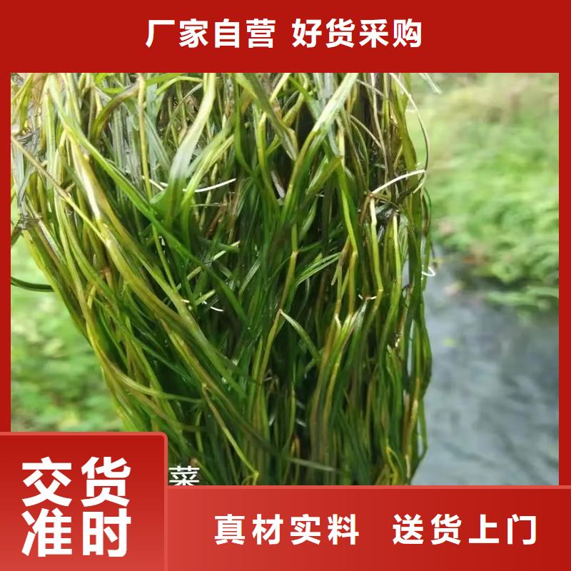 角果藻-看百家不如一問(wèn)