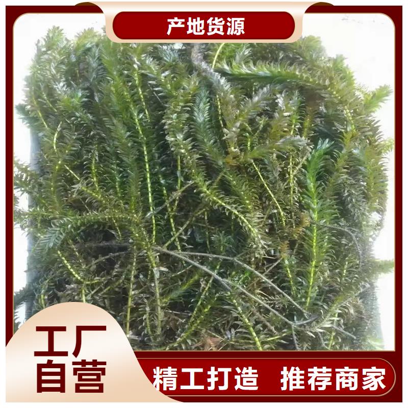 專業(yè)生產(chǎn)制造沉水植物的廠家