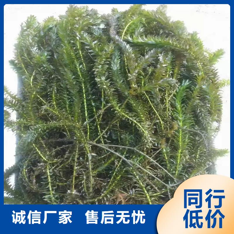 靠譜的黑藻經(jīng)銷商