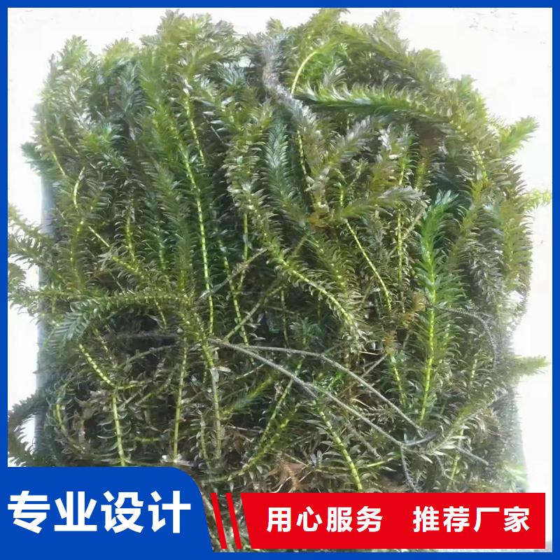 專業(yè)生產(chǎn)制造沉水植物的廠家