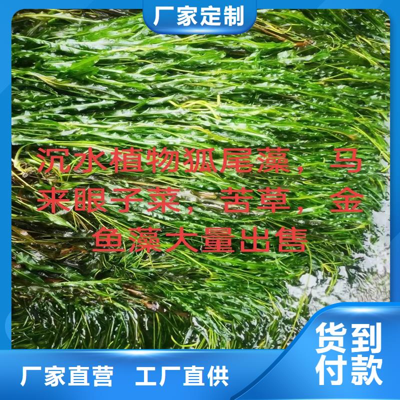 馬來(lái)眼子菜報(bào)價(jià)格