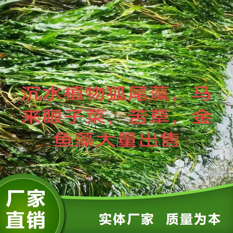 規(guī)格全的小茨藻實(shí)體廠家