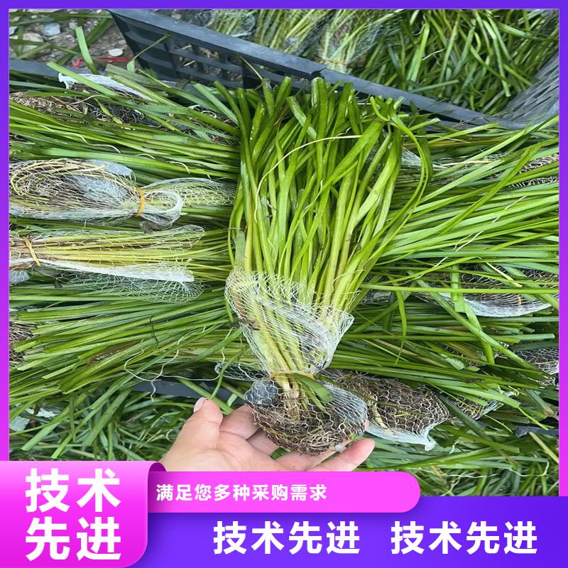 苦草廠家直銷