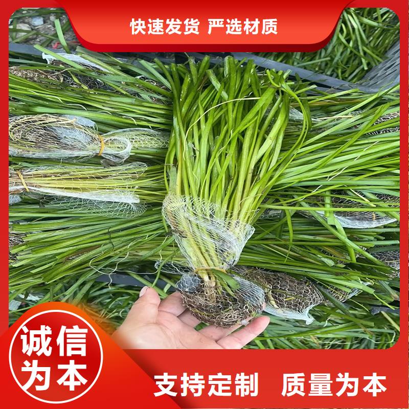 竹葉眼子菜-竹葉眼子菜質(zhì)量好