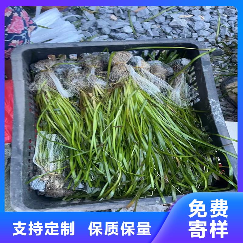 優(yōu)選:沉水植物廠家