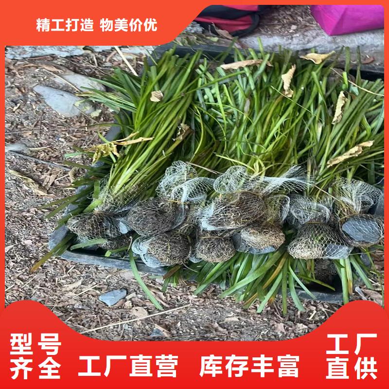 黑藻產(chǎn)地貨源
