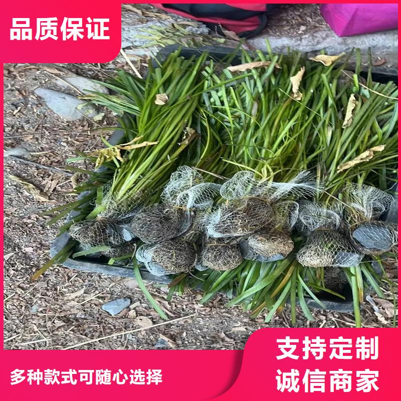 專業(yè)生產(chǎn)制造沉水植物的廠家