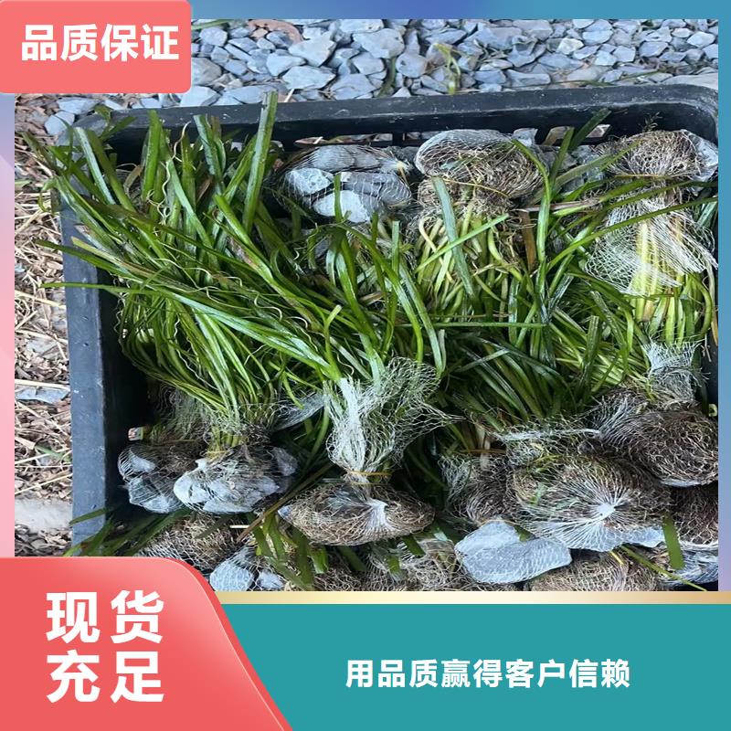 苦草品牌:荷景園林綠化工程有限公司