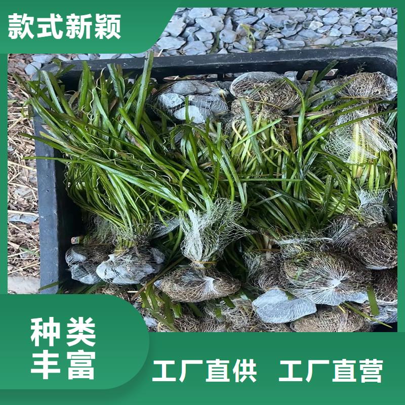 水生植物介紹