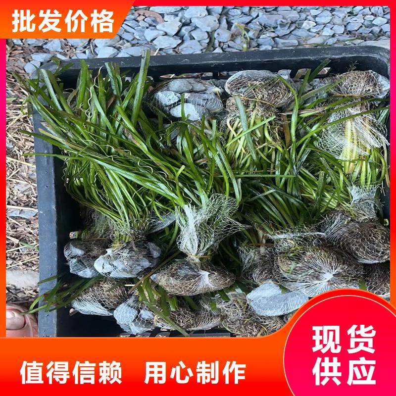 杉葉藻企業(yè)-讓您放心