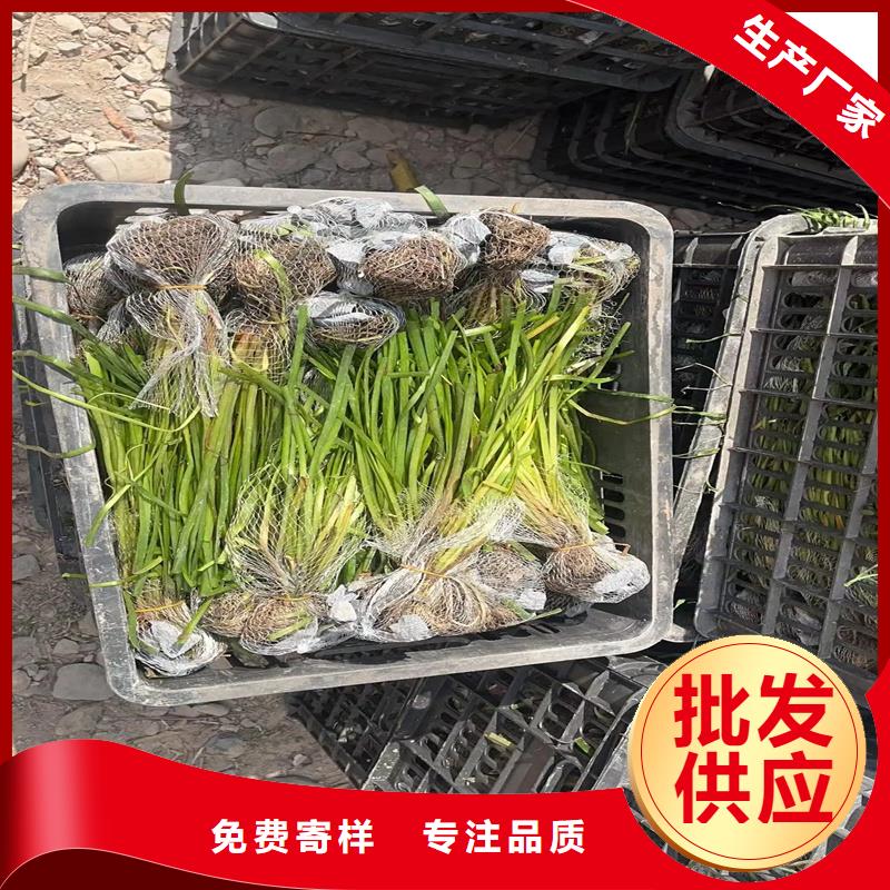 伊樂(lè)藻一手報(bào)價(jià)