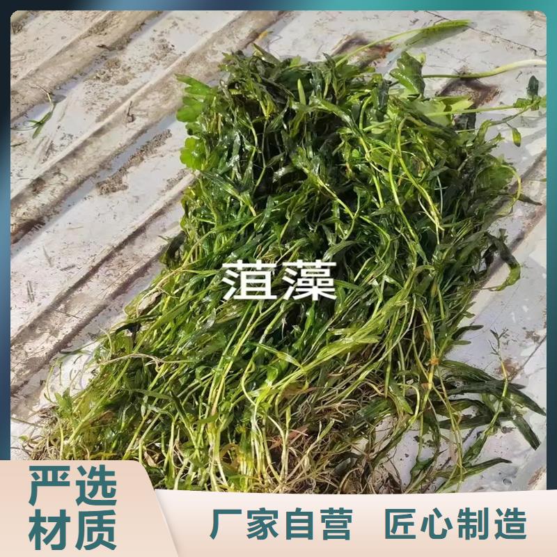 專業(yè)生產(chǎn)制造沉水植物的廠家