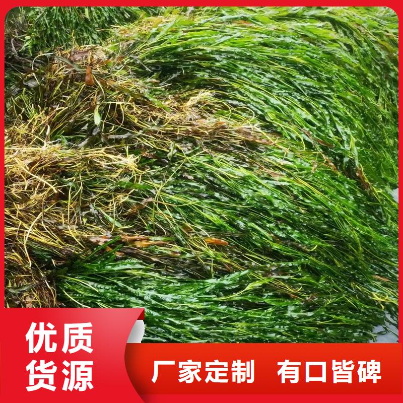 【篦齒眼子菜】_價(jià)格_廠家