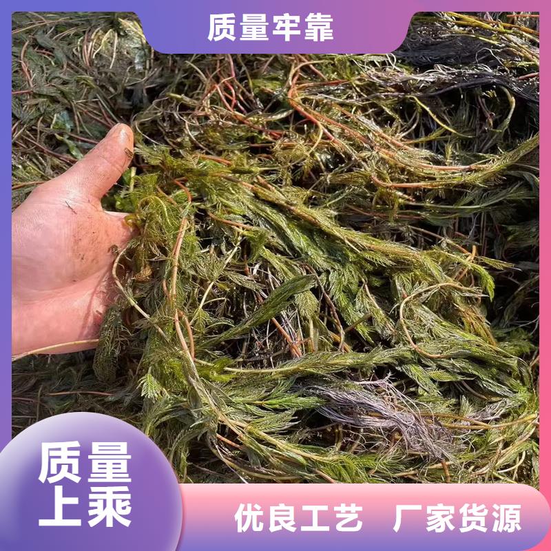 #菹藻#-品質保證