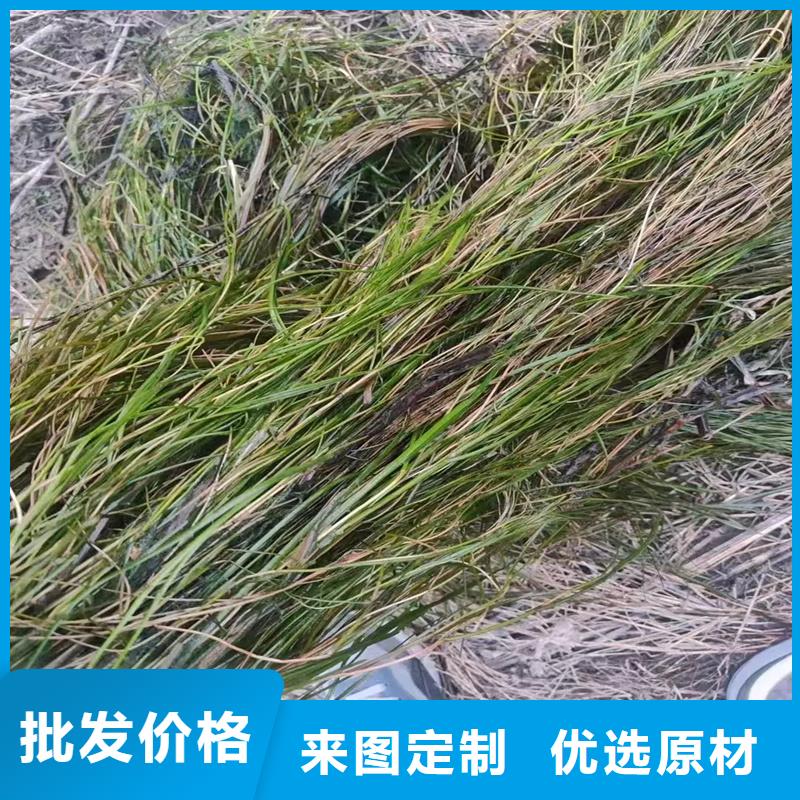 優(yōu)選貍藻廠家