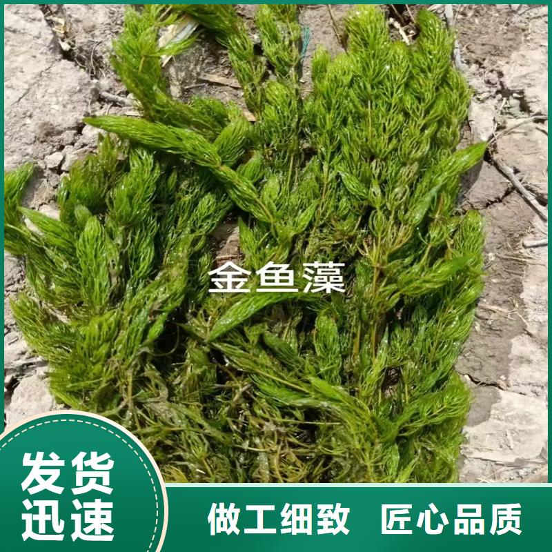 質(zhì)優(yōu)價(jià)廉的水毛茛生產(chǎn)廠家