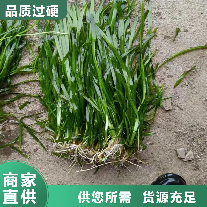 #竹葉眼子菜#-質量過硬