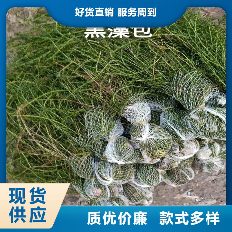 靠譜的黑藻經(jīng)銷商