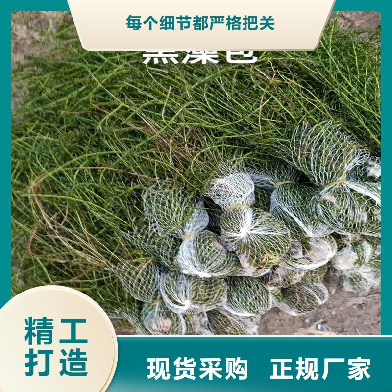 #菹藻#-品質保證