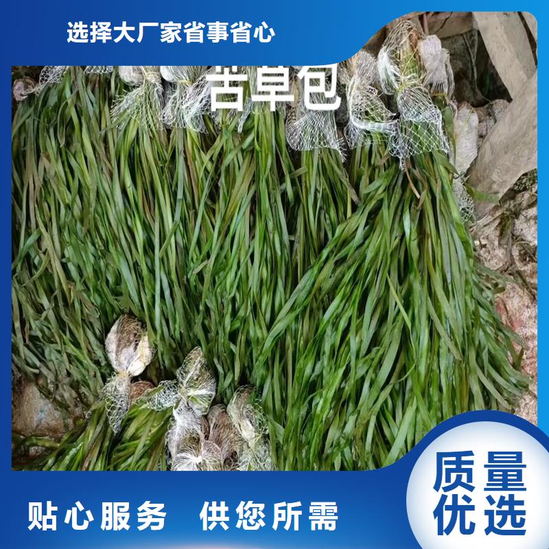 采購(gòu)黑藻認(rèn)準(zhǔn)荷景園林綠化工程有限公司