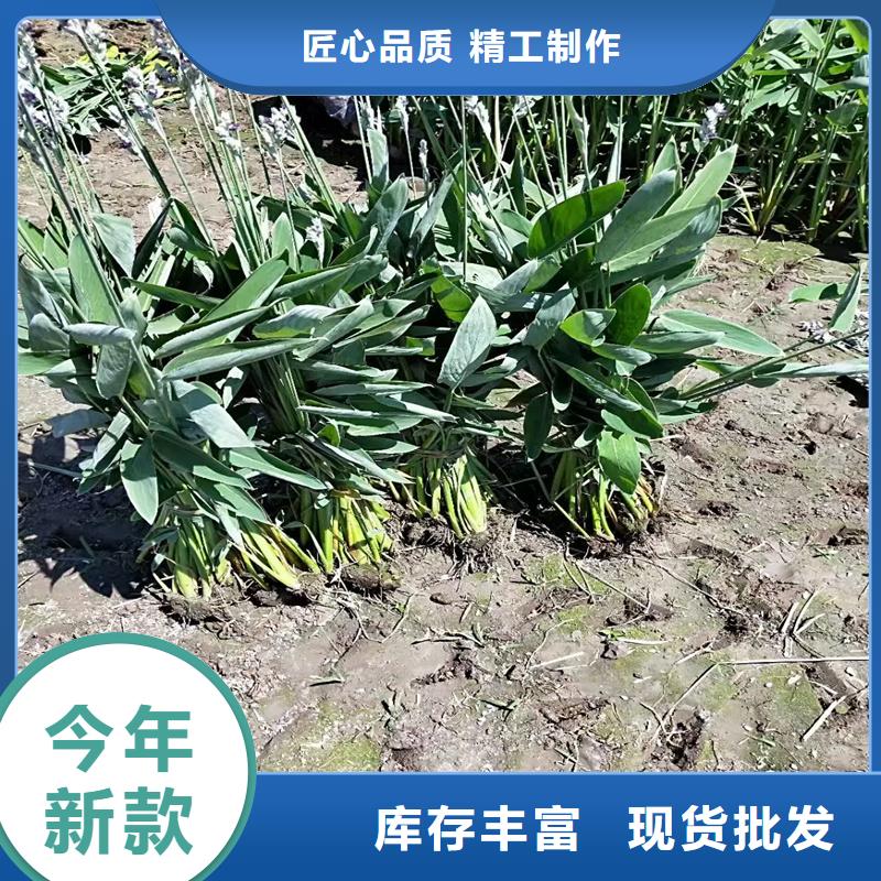 杉葉藻企業(yè)-讓您放心