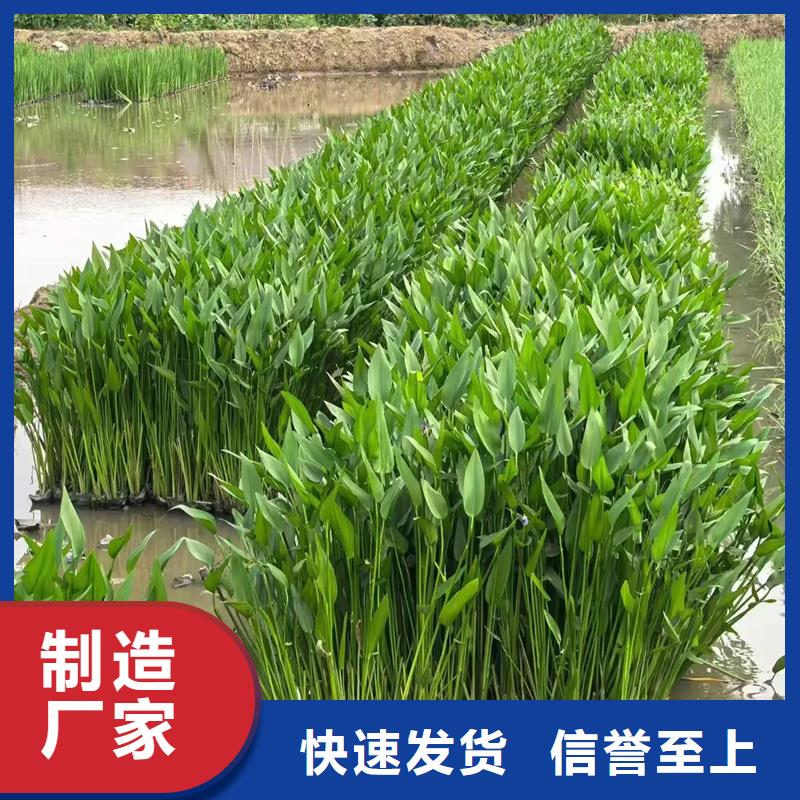 專業(yè)生產(chǎn)制造沉水植物的廠家
