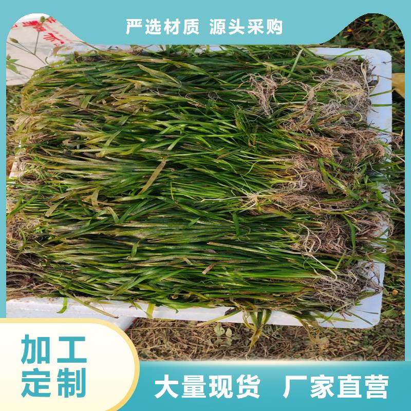 杉葉藻企業(yè)-讓您放心