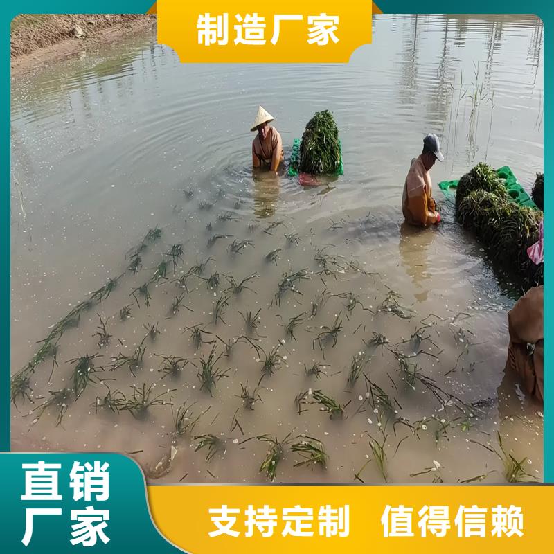 靠譜的黑藻經(jīng)銷商