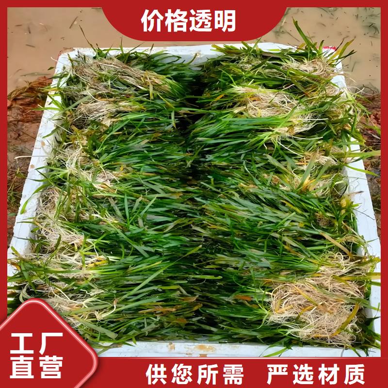 黑藻產(chǎn)地貨源