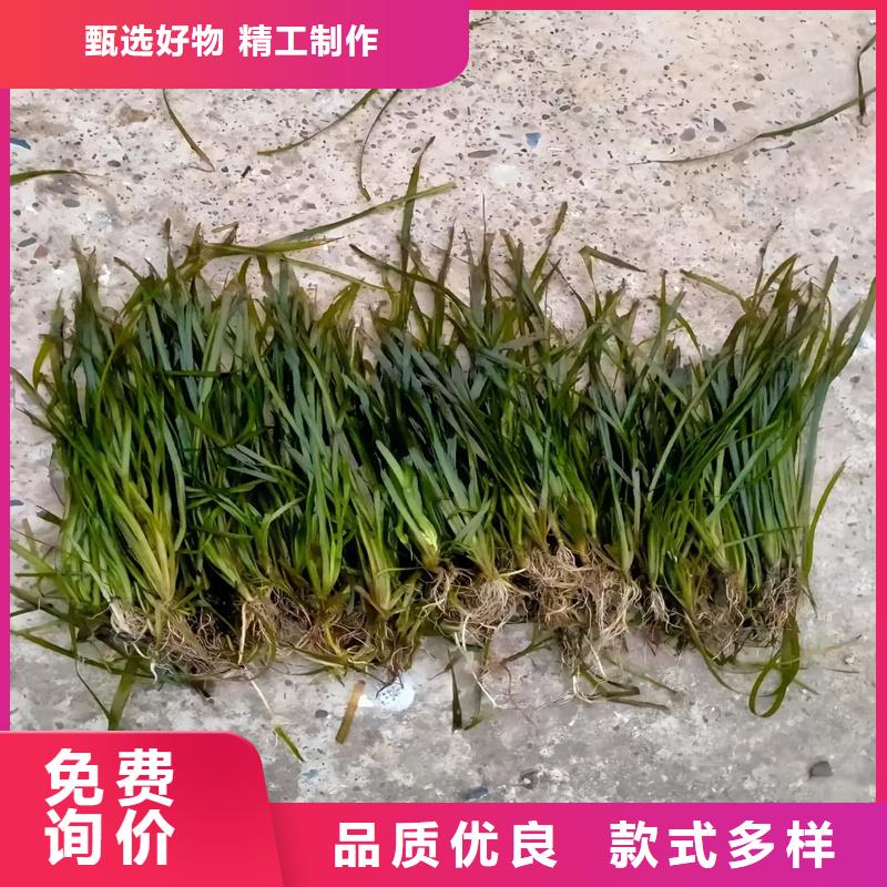 沉水植物廠家供應(yīng)批發(fā)