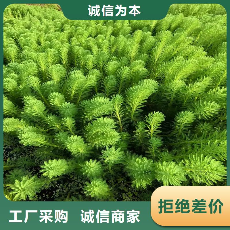 口碑好的水生植物經(jīng)銷商
