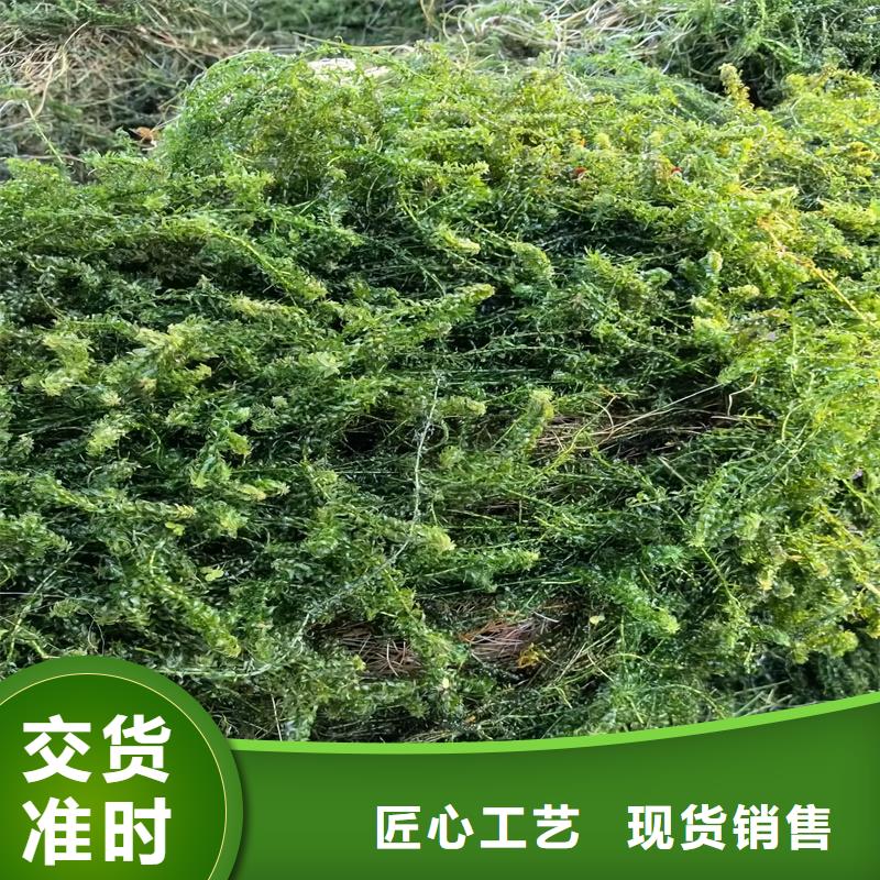 輪葉黑藻優(yōu)良品質(zhì)