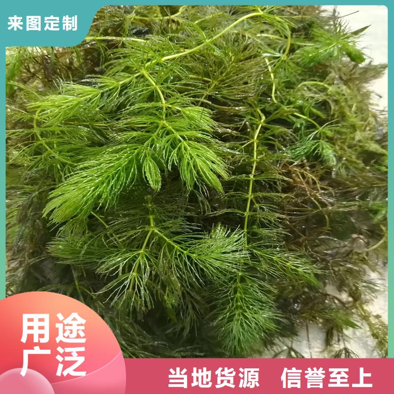 黑藻產(chǎn)地貨源