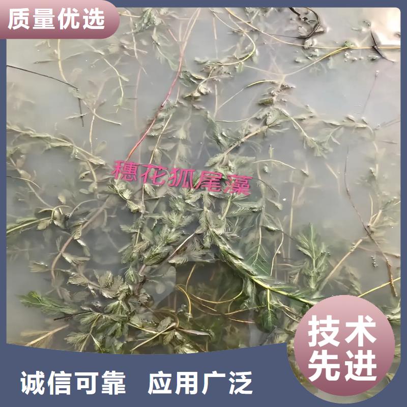 苦草品牌:荷景園林綠化工程有限公司